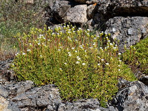 Saxifraga babiana (Saxifragaceae)  - Saxifrage de Babia Leon [Espagne] 20/05/2018 - 1190m