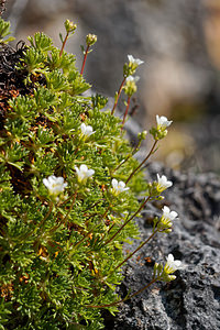 Saxifraga babiana (Saxifragaceae)  - Saxifrage de Babia Leon [Espagne] 20/05/2018 - 1190m