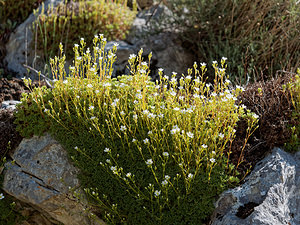 Saxifraga babiana (Saxifragaceae)  - Saxifrage de Babia Leon [Espagne] 20/05/2018 - 1100m