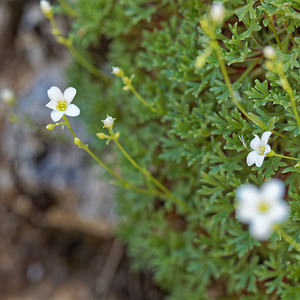 Saxifraga babiana (Saxifragaceae)  - Saxifrage de Babia Leon [Espagne] 20/05/2018 - 1100m