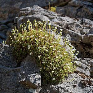 Saxifraga babiana (Saxifragaceae)  - Saxifrage de Babia Leon [Espagne] 20/05/2018 - 1100m