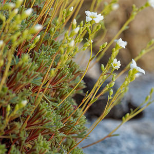 Saxifraga babiana (Saxifragaceae)  - Saxifrage de Babia Leon [Espagne] 20/05/2018 - 1100m