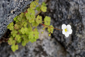 Saxifraga bourgaeana Saxifrage de Bourgeau