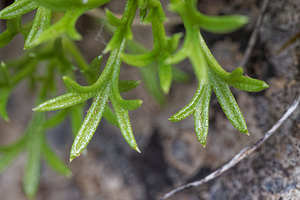 Saxifraga canaliculata (Saxifragaceae)  Leon [Espagne] 22/05/2018 - 1360m