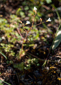 Saxifraga carpetana (Saxifragaceae)  Serrania de Ronda [Espagne] 06/05/2018 - 1130m