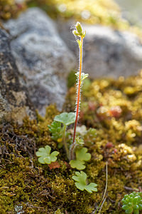 Saxifraga carpetana (Saxifragaceae)  Asturies [Espagne] 21/05/2018 - 1120m