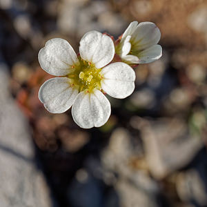 Saxifraga cintrana Saxifrage de Sintra