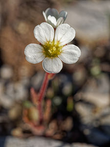 Saxifraga cintrana (Saxifragaceae)  - Saxifrage de Sintra Lisbonne [Portugal] 12/05/2018 - 650m