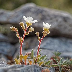 Saxifraga cintrana (Saxifragaceae)  - Saxifrage de Sintra Lisbonne [Portugal] 13/05/2018 - 650m