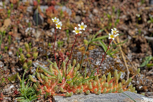 Saxifraga conifera (Saxifragaceae)  - Saxifrage à cônes Leon [Espagne] 22/05/2018 - 1360m