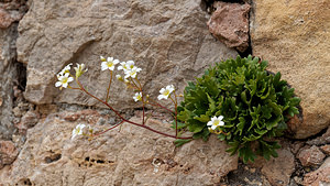 Saxifraga cuneata (Saxifragaceae)  - Saxifrage à feuilles en coin Palencia [Espagne] 23/05/2018 - 910m