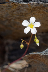 Saxifraga fragosoi Saxifrage de Fragoso, Saxifrage continentale