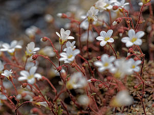 Saxifraga gemmulosa (Saxifragaceae)  Serrania de Ronda [Espagne] 08/05/2018 - 1060m