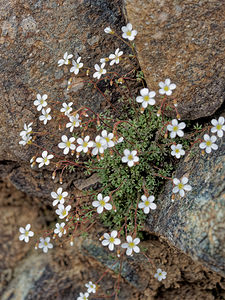 Saxifraga gemmulosa (Saxifragaceae)  Serrania de Ronda [Espagne] 08/05/2018 - 1060m