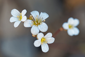 Saxifraga granulata (Saxifragaceae)  - Saxifrage granulée, Herbe à la gravelle, Casse-pierre - Meadow Saxifrage Leon [Espagne] 22/05/2018 - 1140m