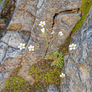Saxifraga haenseleri (Saxifragaceae)  - Saxifrage de Haenseler Sierra de Cadix [Espagne] 09/05/2018 - 1170m