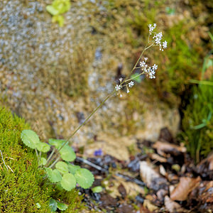 Saxifraga hirsuta (Saxifragaceae)  - Saxifrage hirsute, Saxifrage hérissée, Faux désespoir-des-peintres Pyrenees-Atlantiques [France] 24/05/2018 - 810m