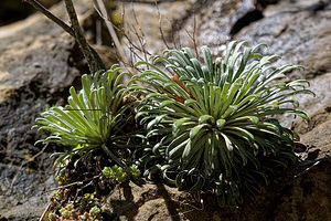 Saxifraga longifolia (Saxifragaceae)  - Saxifrage à feuilles longues, Saxifrage à longues feuilles Jacetanie [Espagne] 24/05/2018 - 630m