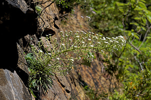 Saxifraga longifolia (Saxifragaceae)  - Saxifrage à feuilles longues, Saxifrage à longues feuilles Jacetanie [Espagne] 24/05/2018 - 630m