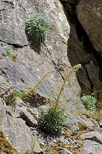 Saxifraga longifolia (Saxifragaceae)  - Saxifrage à feuilles longues, Saxifrage à longues feuilles Pirinioak / Pirineo [Espagne] 24/05/2018 - 830m