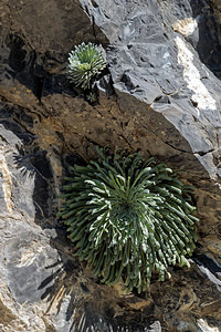 Saxifraga longifolia Saxifrage à feuilles longues, Saxifrage à longues feuilles