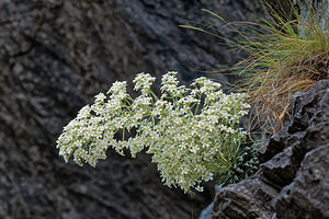 Saxifraga longifolia (Saxifragaceae)  - Saxifrage à feuilles longues, Saxifrage à longues feuilles Pyrenees-Atlantiques [France] 24/05/2018 - 500m