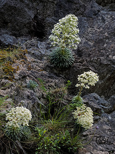 Saxifraga longifolia (Saxifragaceae)  - Saxifrage à feuilles longues, Saxifrage à longues feuilles Pyrenees-Atlantiques [France] 24/05/2018 - 500m