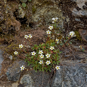 Saxifraga pentadactylis (Saxifragaceae)  - Saxifrage à cinq doigts, Saxifrage pentadactyle Leon [Espagne] 22/05/2018 - 1220m
