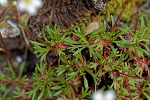 Saxifraga pentadactylis (Saxifragaceae)  - Saxifrage à cinq doigts, Saxifrage pentadactyle Leon [Espagne] 22/05/2018 - 1220m