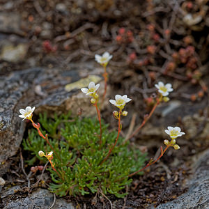 Saxifraga pentadactylis (Saxifragaceae)  - Saxifrage à cinq doigts, Saxifrage pentadactyle Leon [Espagne] 22/05/2018 - 1220m