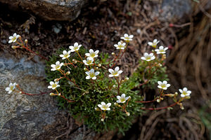 Saxifraga pentadactylis (Saxifragaceae)  - Saxifrage à cinq doigts, Saxifrage pentadactyle Leon [Espagne] 22/05/2018 - 1220m