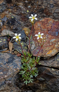 Saxifraga pentadactylis (Saxifragaceae)  - Saxifrage à cinq doigts, Saxifrage pentadactyle Leon [Espagne] 22/05/2018 - 1400m