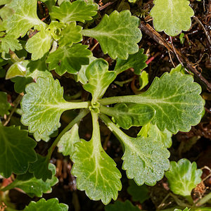 Saxifraga spathularis (Saxifragaceae)  - chou de Saint-Patrick Asturies [Espagne] 19/05/2018 - 790m