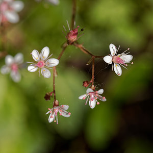 Saxifraga spathularis (Saxifragaceae)  - chou de Saint-Patrick Asturies [Espagne] 19/05/2018 - 800m