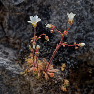 Saxifraga tridactylites (Saxifragaceae)  - Saxifrage à trois doigts, Petite saxifrage - Rue-leaved Saxifrage Serrania de Ronda [Espagne] 07/05/2018 - 1240m