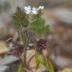 Scandix pecten-veneris (Apiaceae)  - Scandix peigne-de-Vénus - Shepherd's-needle Serrania de Ronda [Espagne] 07/05/2018 - 1250m