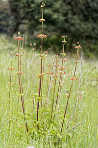 Scrophularia trifoliata (Scrophulariaceae)  - Scrofulaire trifoliée, Scrofulaire à trois folioles, Scrofulaire à trois feuilles Sierra de Cadix [Espagne] 09/05/2018 - 820m