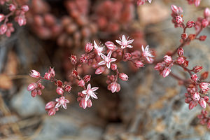 Sedum gypsicola (Crassulaceae)  Almeria [Espagne] 05/05/2018 - 380m