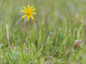 Senecio minutus (Asteraceae)  Serrania de Ronda [Espagne] 07/05/2018 - 1330m