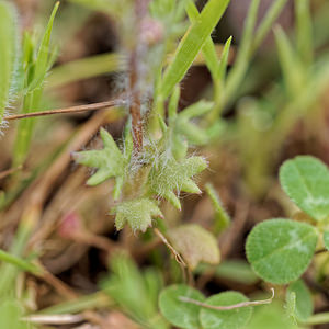 Senecio minutus (Asteraceae)  Serrania de Ronda [Espagne] 07/05/2018 - 1330m