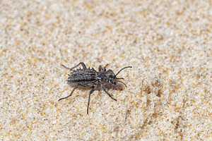 Sepidium bidentatum (Tenebrionidae)  - Sépidion bidenté El Condado [Espagne] 11/05/2018