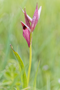 Serapias lingua (Orchidaceae)  - Sérapias langue, Sérapias à languette - Tongue-orchid Sierra de Cadix [Espagne] 09/05/2018 - 810m