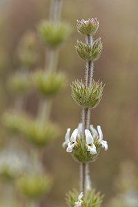 Sideritis pusilla (Lamiaceae)  - Petit Sidéritis Almeria [Espagne] 05/05/2018 - 360m