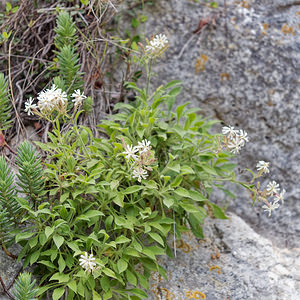 Silene andryalifolia (Caryophyllaceae)  - Silène à feuille d'Andryale Sierra de Cadix [Espagne] 09/05/2018 - 780m