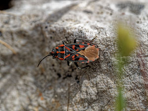 Spilostethus saxatilis (Lygaeidae)  - Punaise à damier - Harlequin bug Serrania de Ronda [Espagne] 07/05/2018 - 1320m