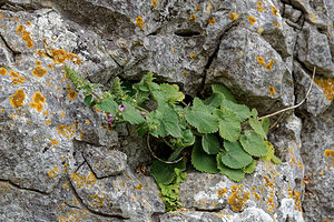 Stachys circinata (Lamiaceae)  - Epiaire en cercle Sierra de Cadix [Espagne] 09/05/2018 - 790m