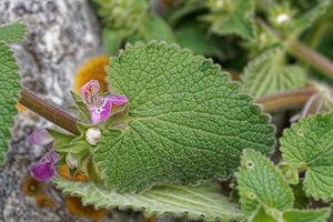 Stachys circinata (Lamiaceae)  - Epiaire en cercle Sierra de Cadix [Espagne] 09/05/2018 - 790m
