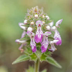 Stachys circinata (Lamiaceae)  - Epiaire en cercle Sierra de Cadix [Espagne] 09/05/2018 - 800m