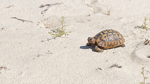 Testudo graeca (Testudinidae)  - Tortue mauresque, Tortue grecque - Spur-thighed Tortoise El Condado [Espagne] 11/05/2018 - 10m