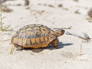 Testudo graeca (Testudinidae)  - Tortue mauresque, Tortue grecque - Spur-thighed Tortoise El Condado [Espagne] 11/05/2018 - 10m